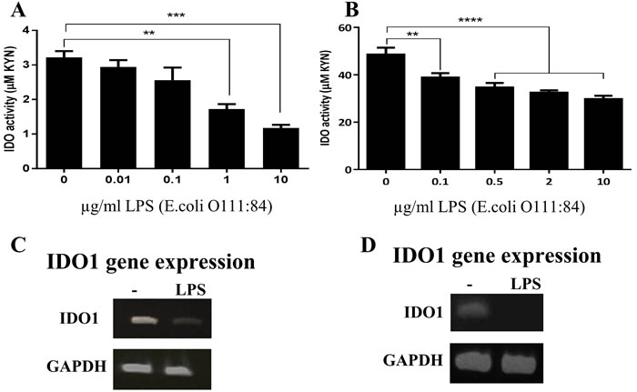 Down-regulation of indoleamine 2,3-dioxygenase (IDO) in response to LPS stimulation in human primary bronchial epithelial cells (HBECs) and cell lines.