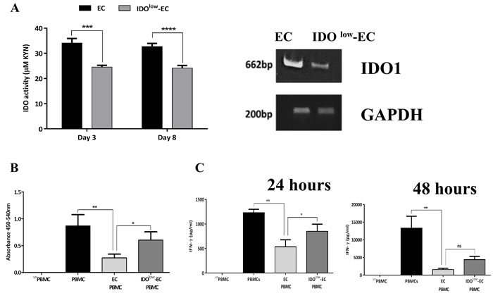 Role of indoleamine 2,3-dioxygenase (IDO)-expressing airway epithelial cells (ECs) on inhibition of PBMCs activation.