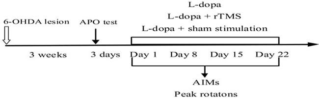 Time-course of the experiments described in the text.