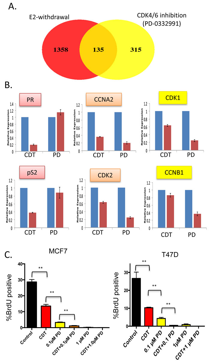 Distinct gene regulation by CDK4/6 inhibition and estrogen withdrawal&#x2014;cooperation for suppression of cell cycle (