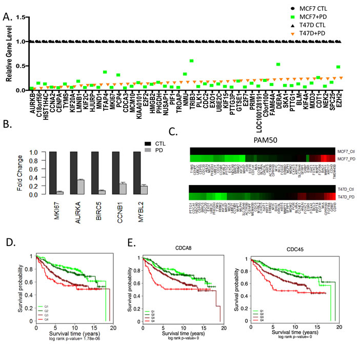 Transcriptional repression by CDK4/6 inhibition and impact on luminal subtypes