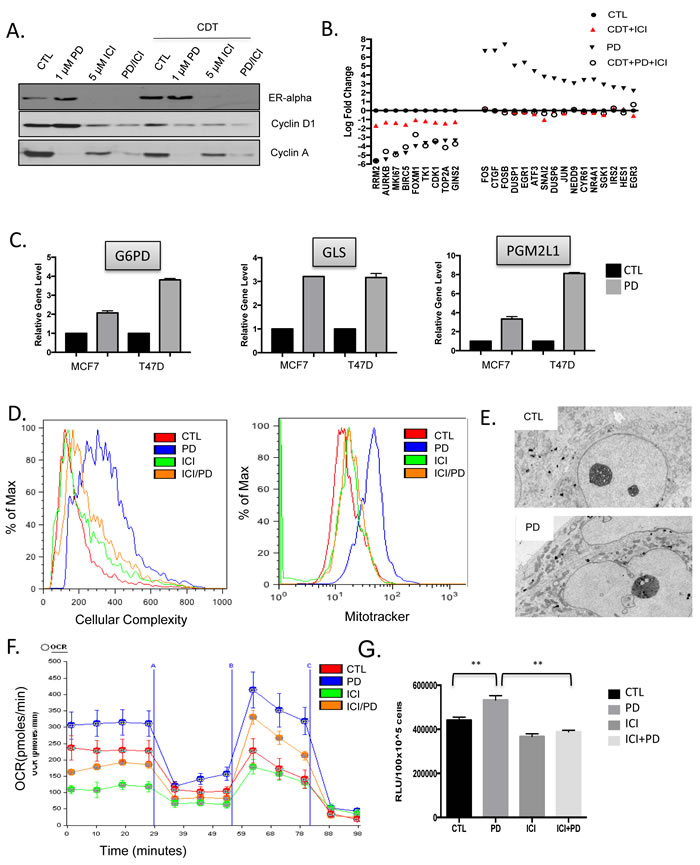 CDK4/6 induction of cellular growth and metabolism are ameliorated by endocrine therapy