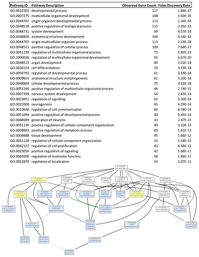 Figure 10a: The thirty most statistically significant gene ontologies are shown in the list at the top of the figure and the network organization of these gene ontologies is shown in the bottom half of the figure.