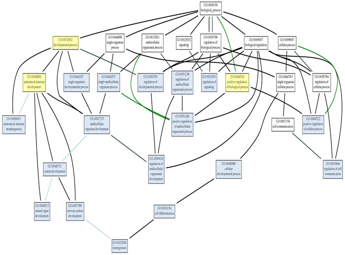 Figure 10b: A higher magnification view of the gene ontology network shown at the bottom of Figure 12 is shown here to clarify the evaluation of this network.