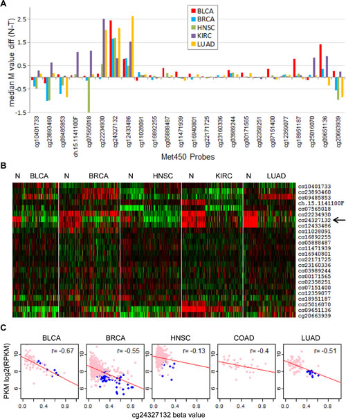 Identification of hypermethylation sites in the PKM gene corresponding to reduced PKM expression.