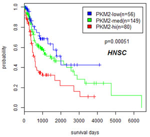 Overexpression of PKM2 correlated with poor prognosis in head and neck cancers.