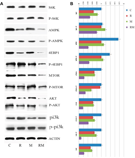 Effects of Rapamycin and metformin on the expression of proteins involved in the PI3K/AKT pathway.