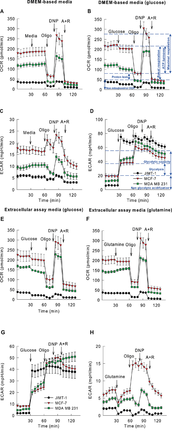 Higher glycolytic and mitochondrial activity observed in TP53 mutant cell lines.