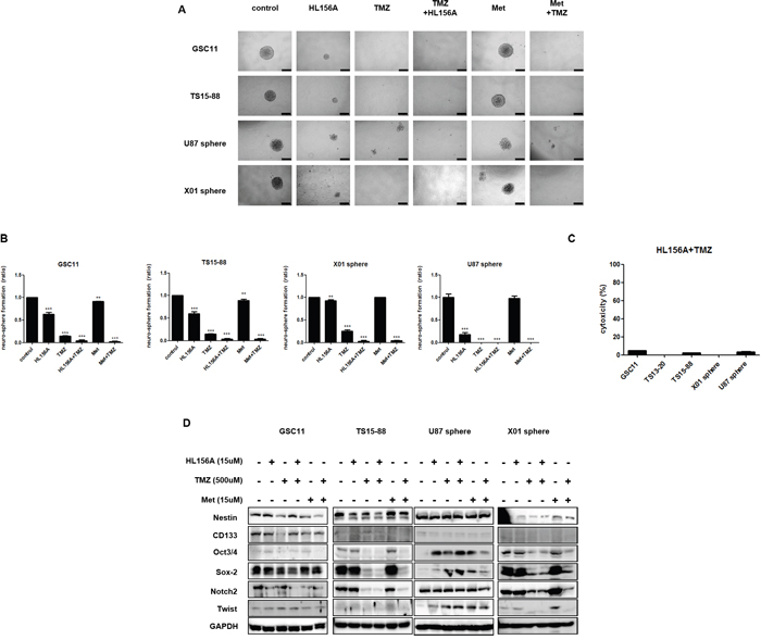 Effects of HL156A, TMZ, and combination treatment on stemness and neuroglial differentiation of GBM-TSs.