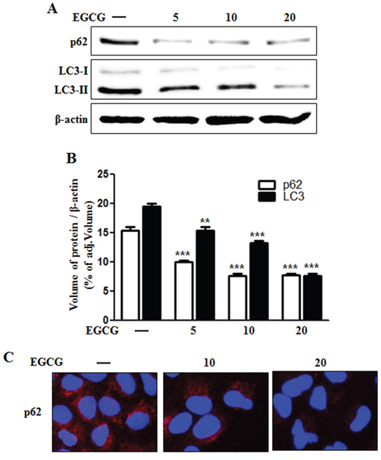 EGCG stimulated autophagy flux.