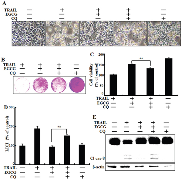 Inhibition of autophagy sensitized tumor cells to TRAIL-induced apoptosis on EGCG treatment.