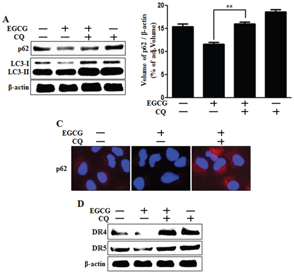 Inhibition of autophagic flux blocked the down-regulation of death receptors induced by EGCG treatment.