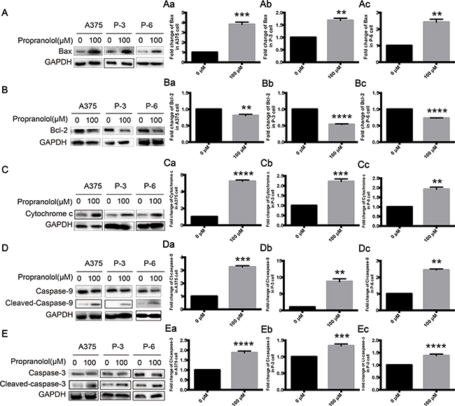 Propranolol activated mitochondria-mediated apoptosis pathway in melanoma.