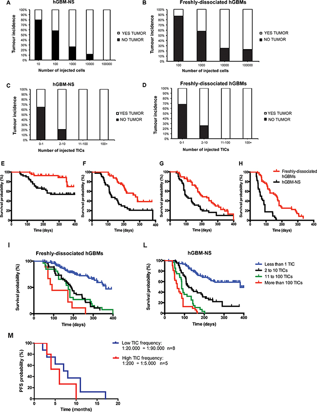 Tumor incidences and survival of mice intracerebrally injected with freshly-dissociated hGBM cells and cells from hGBM-NS.