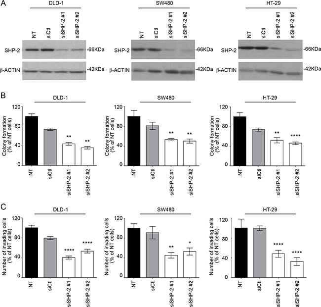 SHP-2 silencing in human CRC cells inhibits growth in soft agar and invasion capacity.