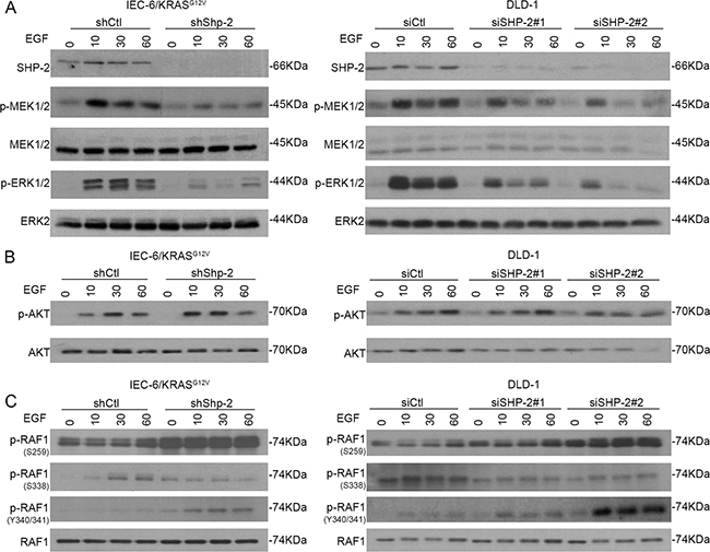 SHP-2 is required for full activation of MEK/ERK signaling in cells expressing oncogenic KRAS.