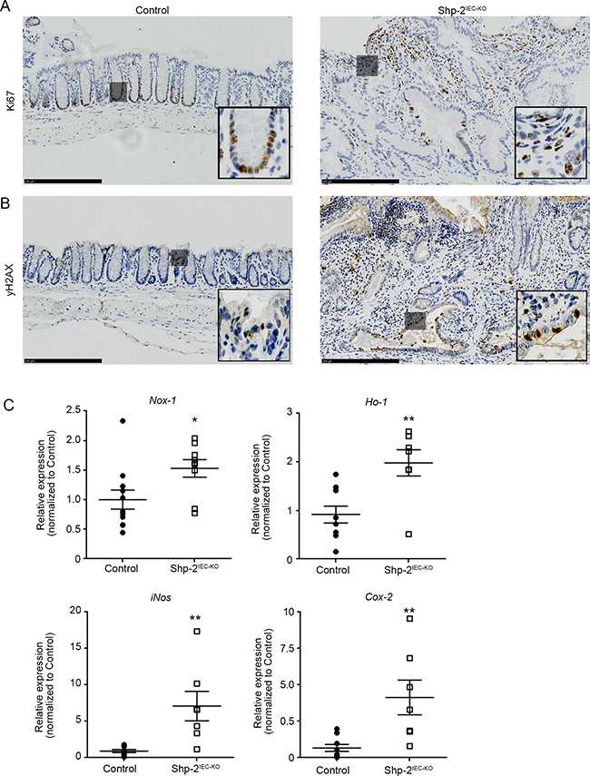 Aged Shp-2IEC-KO mice exhibit increased epithelial proliferation and signs of oxidative stress in their colon.