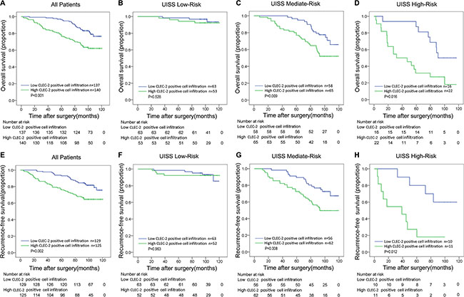 Overall survival (OS) and Recurrence-free survival (RFS) analyses of patients with ccRCC based on CLEC-2 positive cell infiltration.