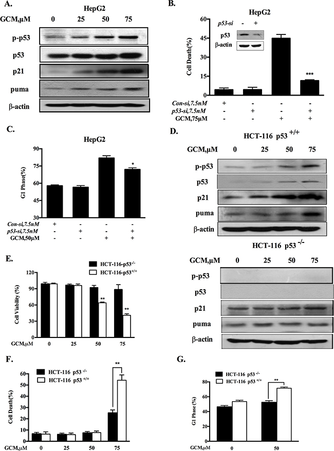 Activation of p53 signaling is responsible for cell cycle arrest and apoptosis in response to GCM.