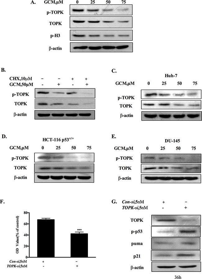 Activation of p53 by GCM is attributed to suppression of TOPK.