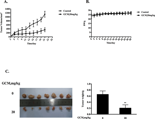 GCM suppresses tumor growth in preventive HepG2 xenograft model.