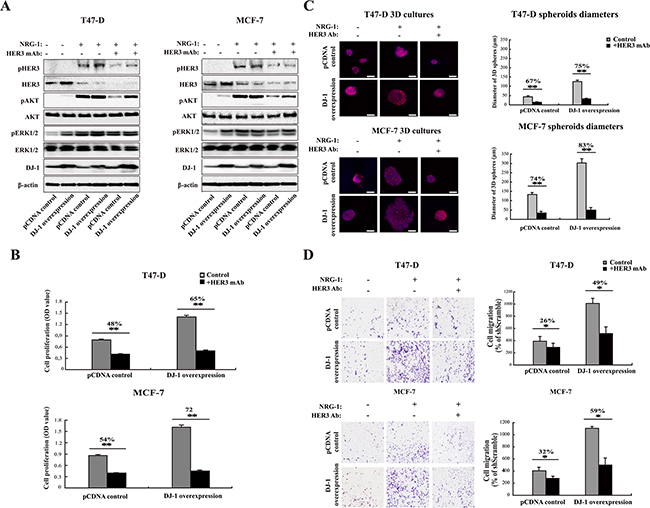 DJ-1 overexpressing cancer cells are more sensitive to anti-HER3 antibody treatment.