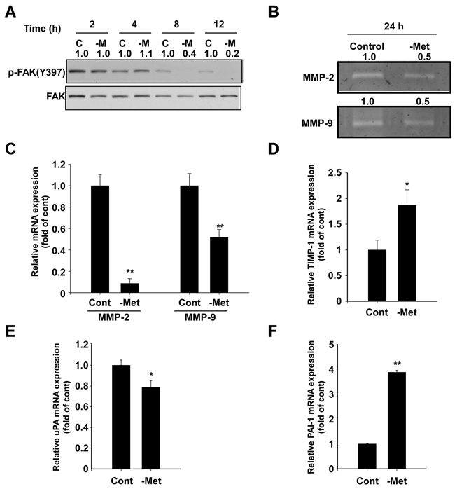 Effect of methionine deprivation on FAK, MMP-2, MMP-9, TIMP-1, uPA, and PAI-1 expression in MDA-MB-231 cells.