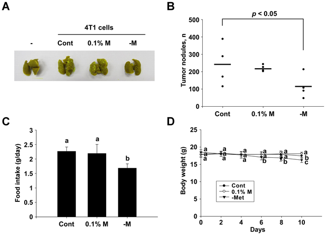 Inhibitory effect of a methionine deprived-diet on lung metastasis in BALB/c mice.