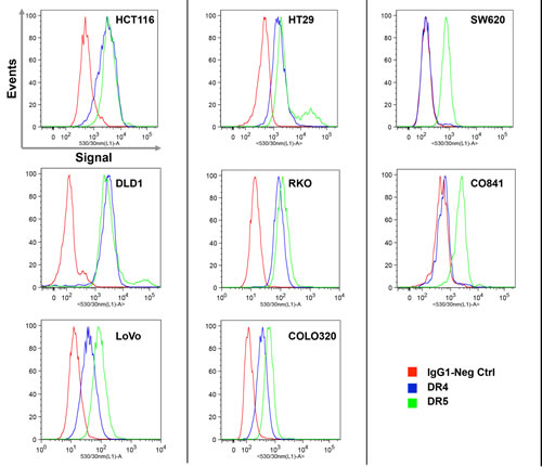 Expression analysis of TRAIL receptors DR4 and DR5 measured by flow cytometry.