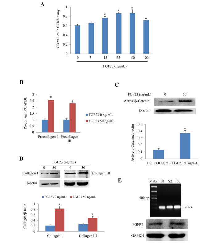 Effects of FGF23 stimulation on cultured adult mouse cardiac fibroblasts (AMCFs).