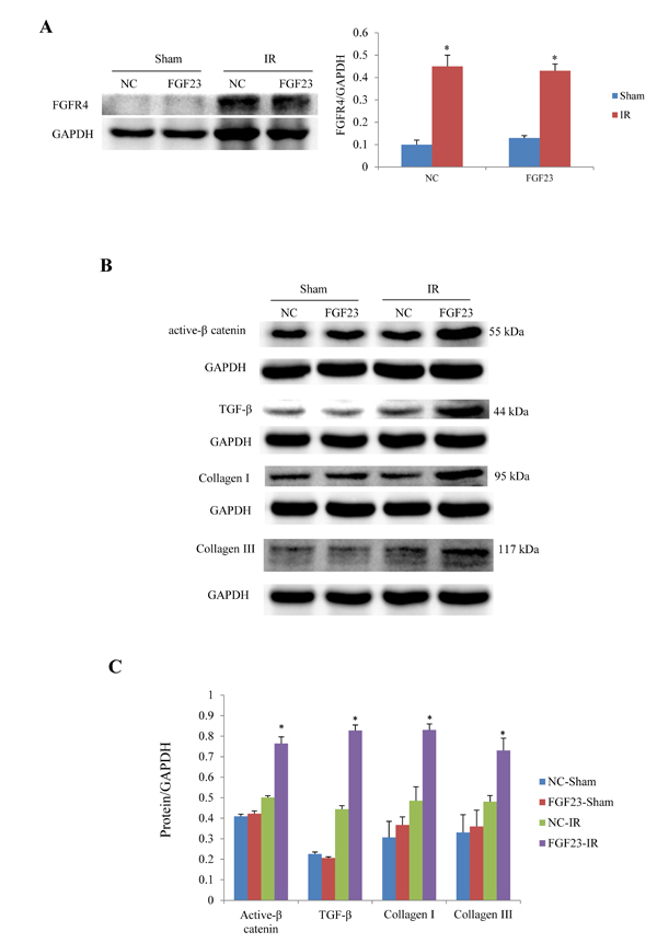 Western blot analysis of active &#x3b2;-catenin, TGF-&#x3b2; and collagen I/III expression in the heart of IR and sham mice treated with AAV-NC or AAV-FGF23.