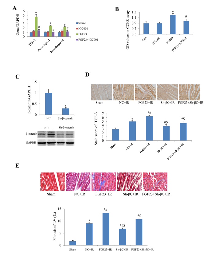 Effect of &#x3b2;-catenin inhibition on the fibrogenesis of FGF23.