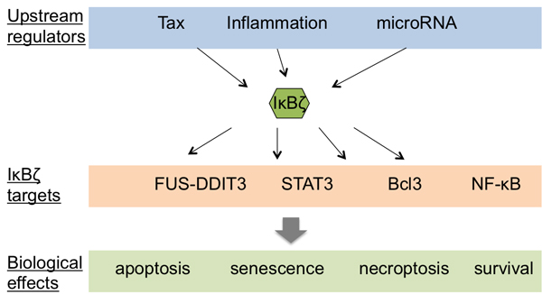 Figure 5 : I&#x3ba;B&#x3b6; and its involvment in cancer.