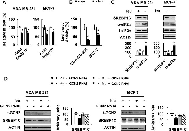 Leucine deprivation decreases FASN expression via GCN2/SREBP1C signaling.