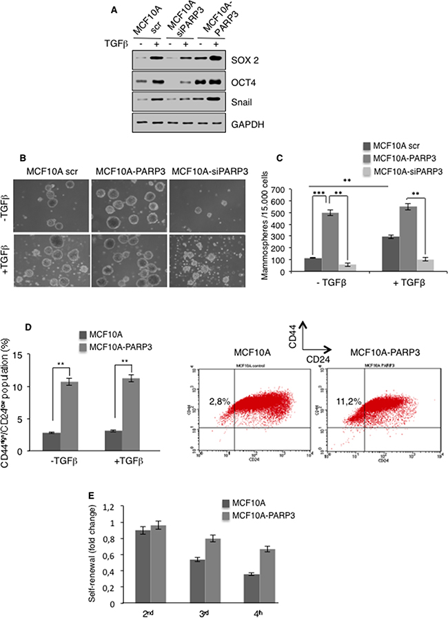 PARP3 promotes stem-like cell features in mammary epithelial cells.