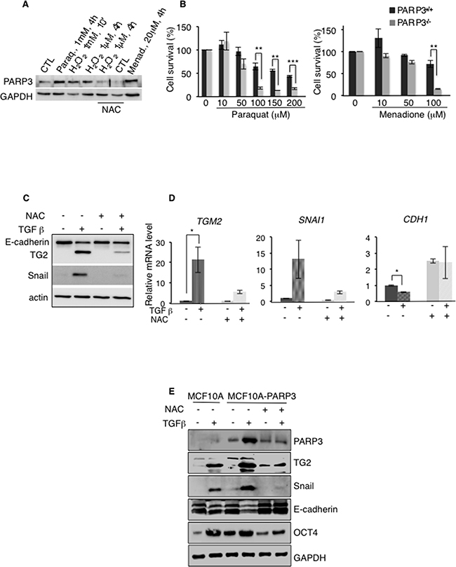 PARP3 stimulates a TG2-Snail-E-cadherin axis in response to TGF&#x03B2;-driven ROS production.