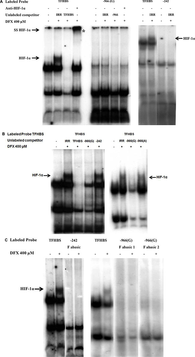 Absence of HIF-1&#x03B1; binding on &#x2013;966 and &#x2013;242 HREs of HLA-G promoter in EMSA performed with nuclear extracts of U251MG cells treated (+) or not (&#x2013;) with DFX (400 &#x03BC;M) for 3 h.