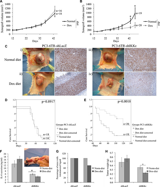 Effect of IKK&#x03B5; depletion on PC-3 tumor growth.
