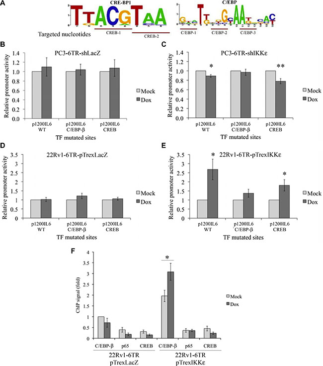 Identification of the IL-6 promoter transcription factor activated in response to IKK&#x03B5; over-expression.