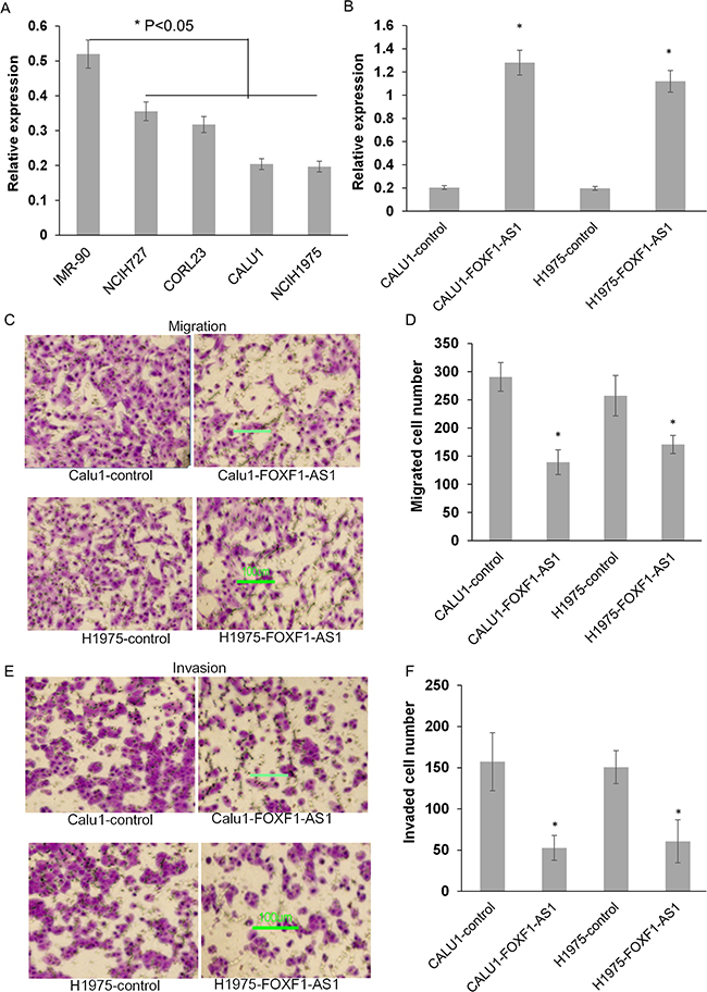 Stable overexpression of FOXF1-AS1 inhibited lung cancer cell migration and invasion.
