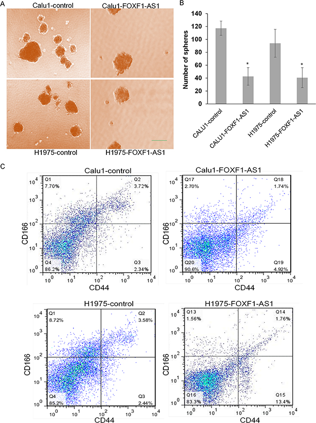 Loss of FOXF1-AS1 mediates stem-like properties of lung cancer cells.