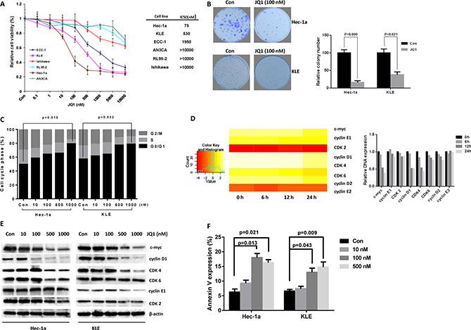 JQ1 inhibited cell proliferation in endometrial cancer cells.