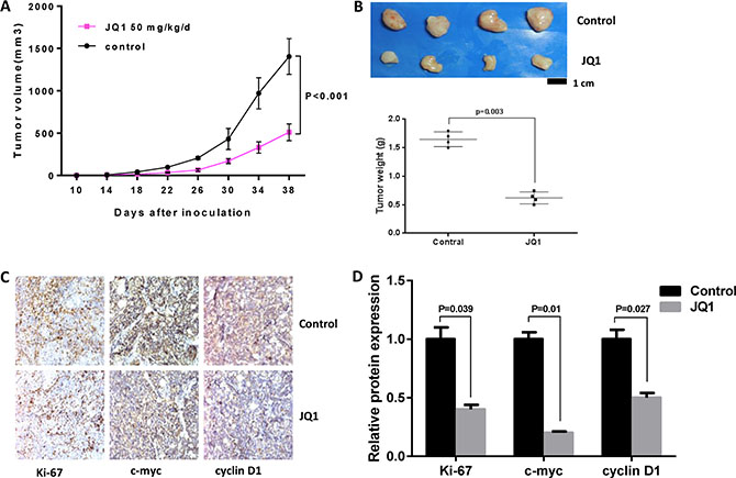 JQ1 suppressed tumor growth in Hec-1a xenografts in nude mice.