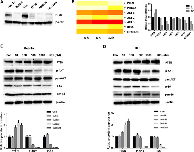 JQ1 increased the expression of PTEN and blocked the PI3K/AKT/S6 pathway.