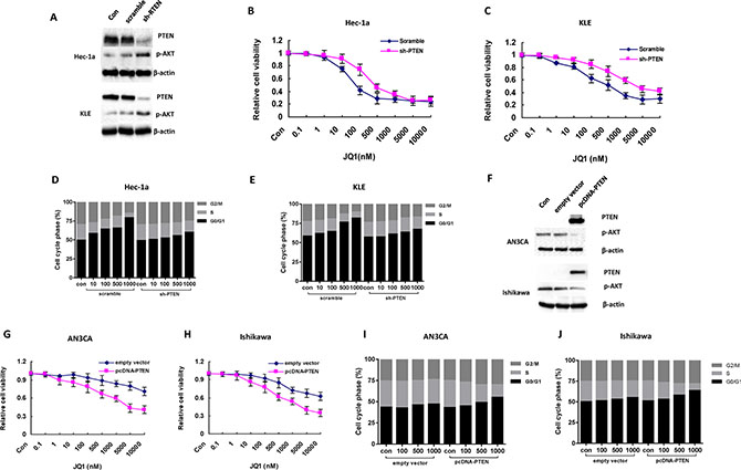 The sensitivity of JQ1 is dependent on the status of PTEN in endometrial cancer cells.