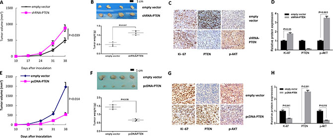 Tumor sensitivity to JQ1 was dependent on PTEN status in vivo.