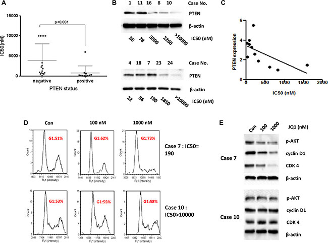 PTEN status related to the sensitivity to JQ1 in the primary cultures of endometrial cancer.