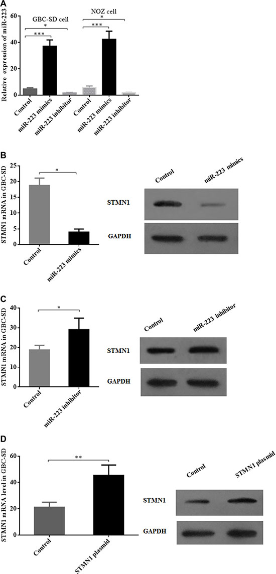 Modulation of miR-223 and STMN1 expression in gallbladder cancer cells by miR-223 mimics, a miR-223 inhibitor and a STMN1 overexpression plasmid.