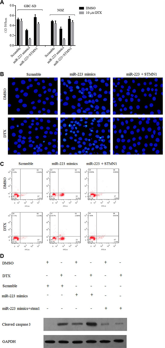 The cytotoxic effect of docetaxel to gallbladder cancer cells overexpressing miR-223 was suppressed by STMN1 restoration.