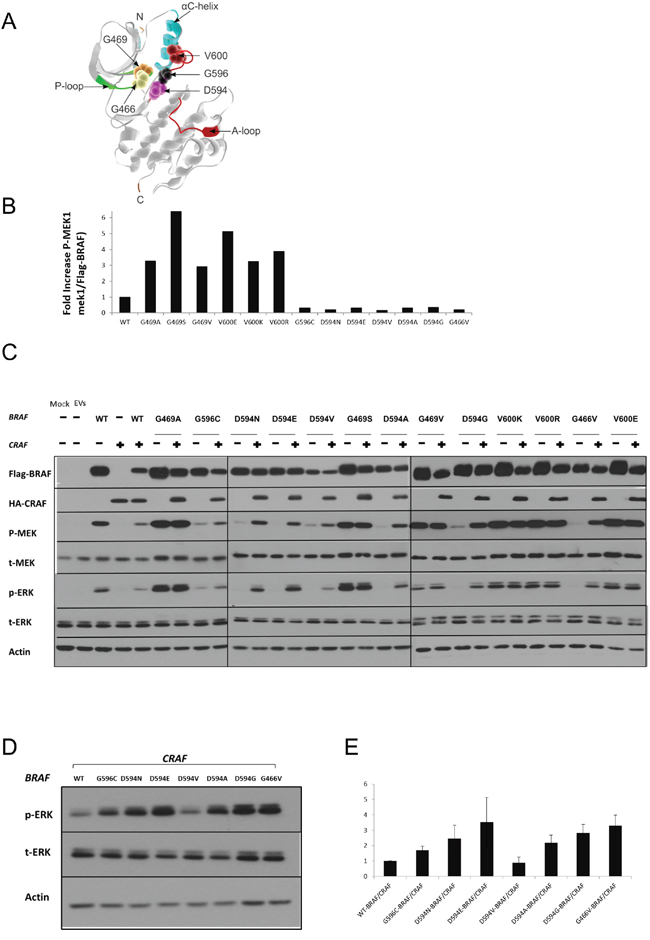 Characterization of BRAF mutations.